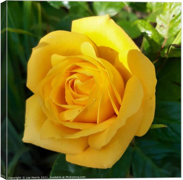 Yellow Rose  Canvas Print by Les Morris