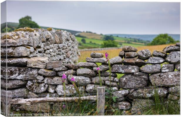 Colourful foxglove in a dry stone wall Canvas Print by Chris Warren
