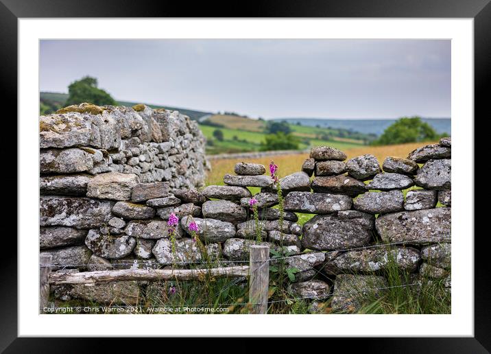 Colourful foxglove in a dry stone wall Framed Mounted Print by Chris Warren