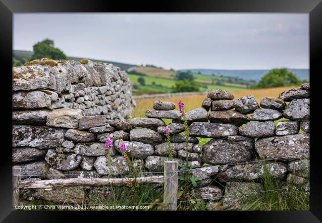 Colourful foxglove in a dry stone wall Framed Print by Chris Warren
