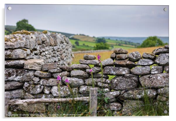 Colourful foxglove in a dry stone wall Acrylic by Chris Warren