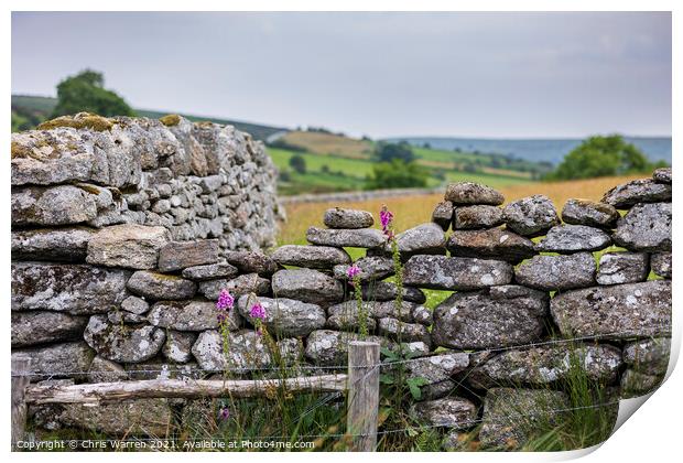 Colourful foxglove in a dry stone wall Print by Chris Warren