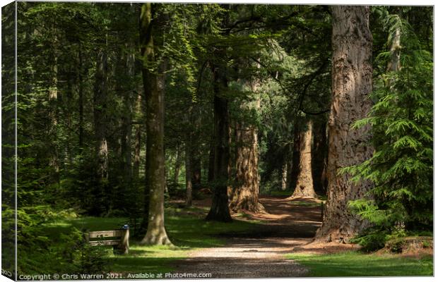 Footpath leading through the trees Canvas Print by Chris Warren