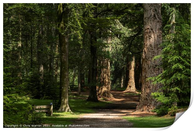 Footpath leading through the trees Print by Chris Warren