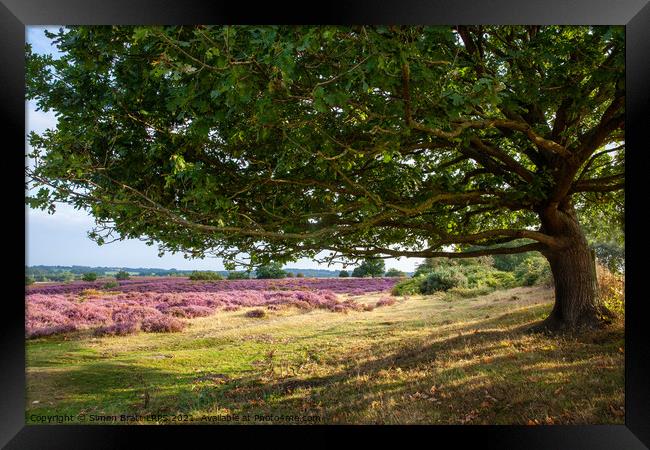Oak tree view to purple heather fields Norfolk Framed Print by Simon Bratt LRPS