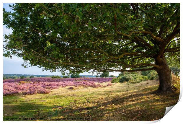 Oak tree view to purple heather fields Norfolk Print by Simon Bratt LRPS