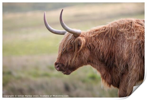 Highland Cow Print by Simon Marlow
