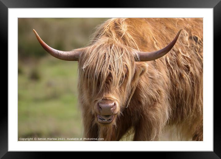 Majestic Highland Cow Framed Mounted Print by Simon Marlow