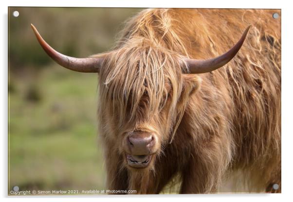 Majestic Highland Cow Acrylic by Simon Marlow
