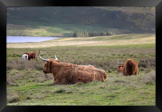 Highland Cow Framed Print by Simon Marlow