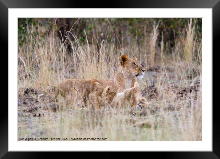Lioness and Cubs Framed Mounted Print by Graham Prentice