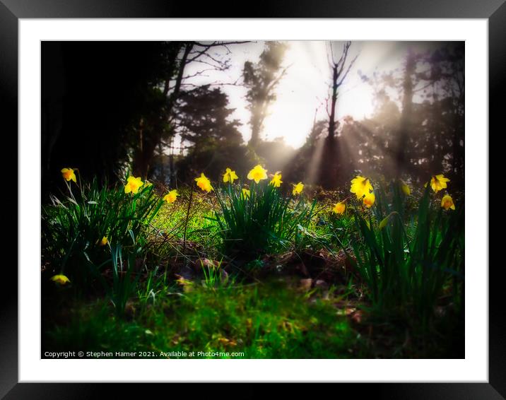 Sunlit Daffodils Framed Mounted Print by Stephen Hamer