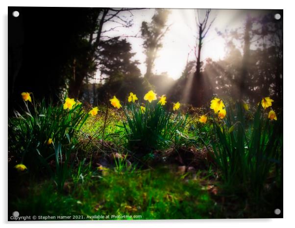 Sunlit Daffodils Acrylic by Stephen Hamer