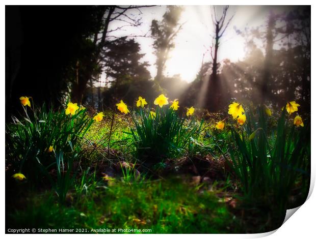 Sunlit Daffodils Print by Stephen Hamer