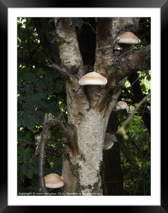 Wild Mushrooms Growing On A Tree Framed Mounted Print by Kevin Maughan