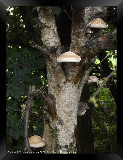 Wild Mushrooms Growing On A Tree Framed Print by Kevin Maughan