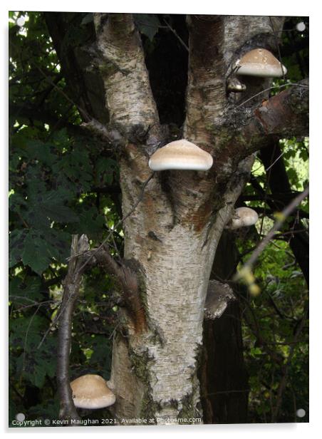 Wild Mushrooms Growing On A Tree Acrylic by Kevin Maughan