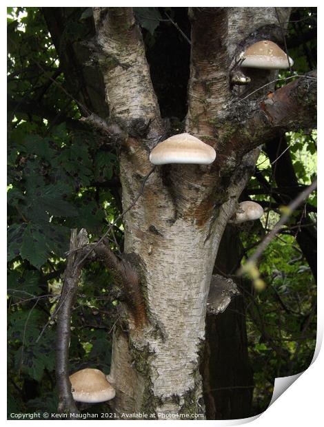 Wild Mushrooms Growing On A Tree Print by Kevin Maughan