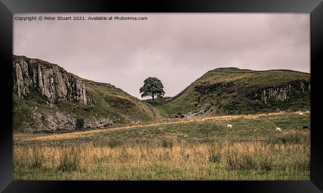 Sycamore tree on Hadrian's Wall Walk Framed Print by Peter Stuart