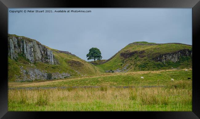 Peel Crags above Once Brewed on Hadrian's Wall Walk Framed Print by Peter Stuart