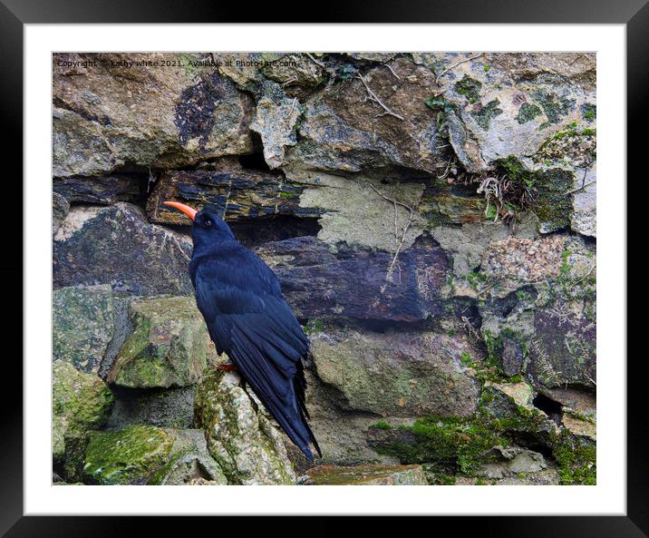  chough  of Cornwall,cornish chough Framed Mounted Print by kathy white