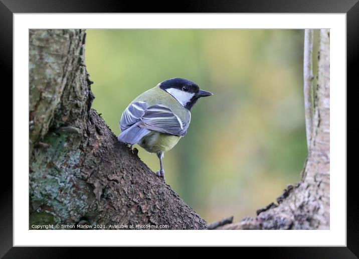 Great Tit Framed Mounted Print by Simon Marlow