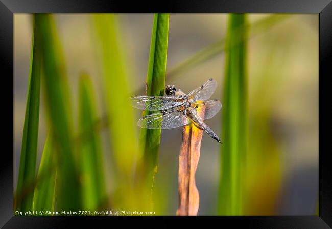 Black Tailed Skimmer Dragonfly Framed Print by Simon Marlow