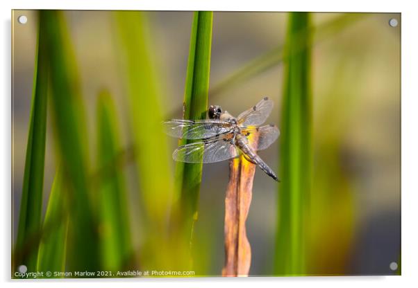 Black Tailed Skimmer Dragonfly Acrylic by Simon Marlow