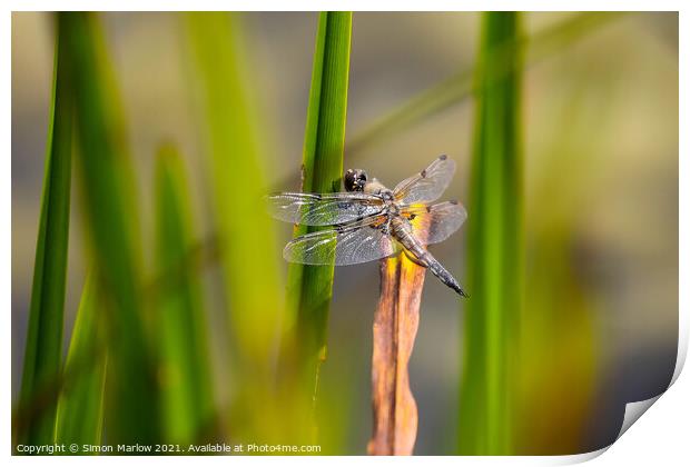 Black Tailed Skimmer Dragonfly Print by Simon Marlow