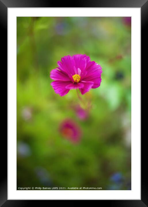 Cosmos Framed Mounted Print by Philip Baines