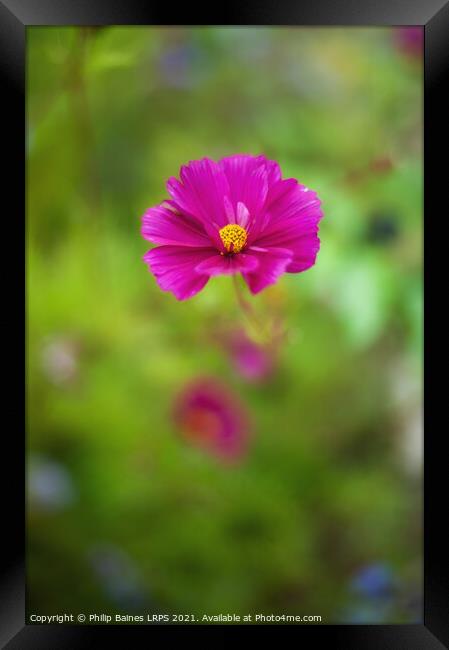 Cosmos Framed Print by Philip Baines