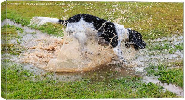 Springers Love a Puddle Canvas Print by Pearl Bucknall