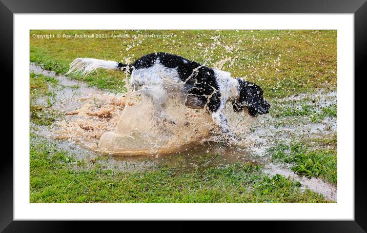 Springers Love a Puddle Framed Mounted Print by Pearl Bucknall