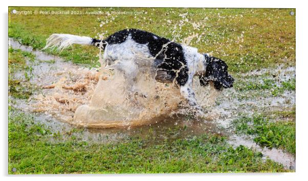 Springers Love a Puddle Acrylic by Pearl Bucknall