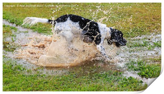 Springers Love a Puddle Print by Pearl Bucknall