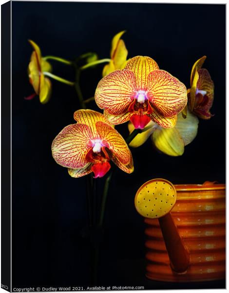 Vibrant Yellow Orchid Canvas Print by Dudley Wood