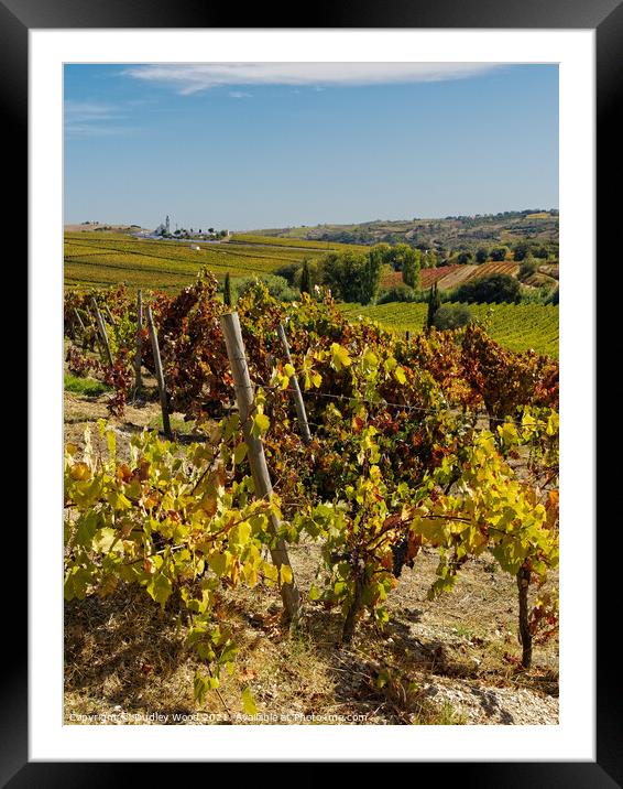 A Serene Vineyard in Portugal Framed Mounted Print by Dudley Wood
