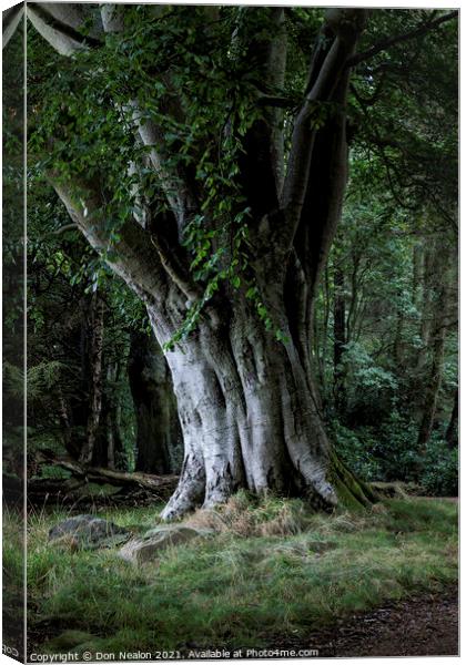 Majestic Beech Tree Canvas Print by Don Nealon