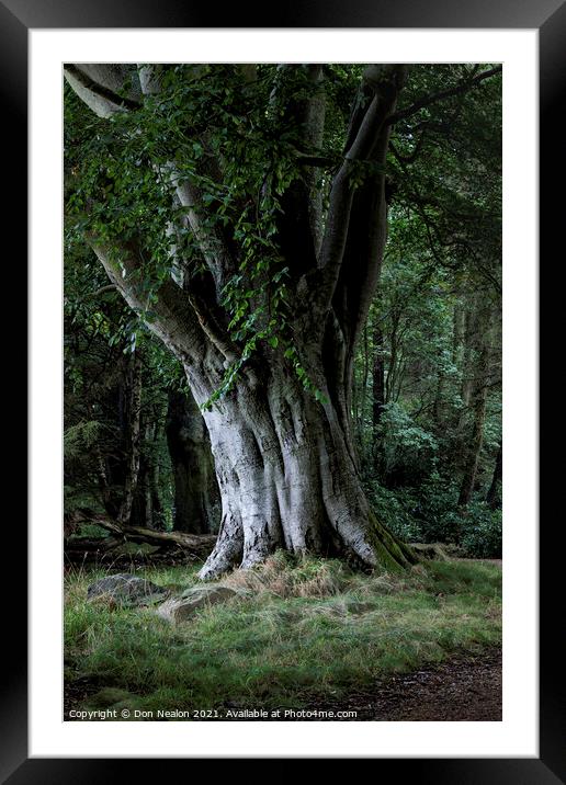 Majestic Beech Tree Framed Mounted Print by Don Nealon