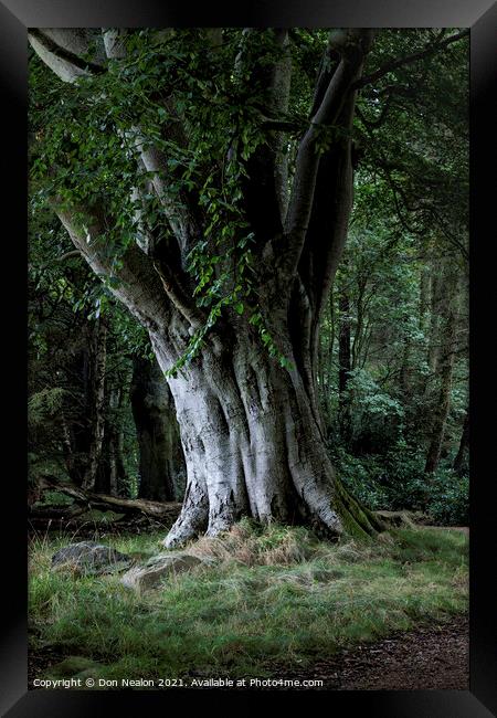 Majestic Beech Tree Framed Print by Don Nealon