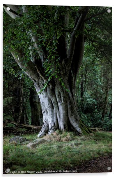 Majestic Beech Tree Acrylic by Don Nealon