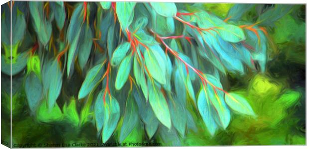Eucalyptus  Canvas Print by Sharon Lisa Clarke