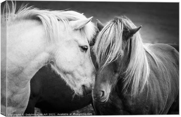 Icelandic horses friends, black and white Canvas Print by Delphimages Art