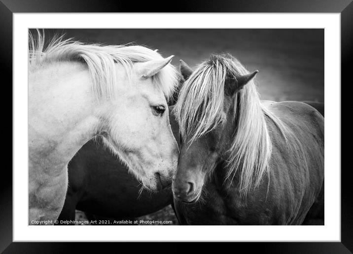 Icelandic horses friends, black and white Framed Mounted Print by Delphimages Art