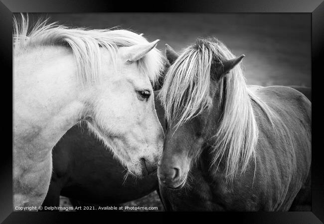 Icelandic horses friends, black and white Framed Print by Delphimages Art