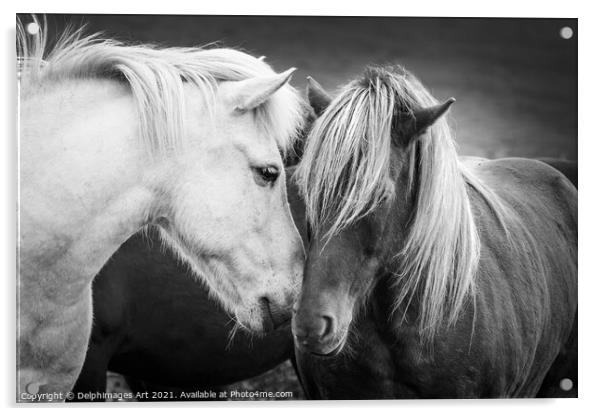 Icelandic horses friends, black and white Acrylic by Delphimages Art