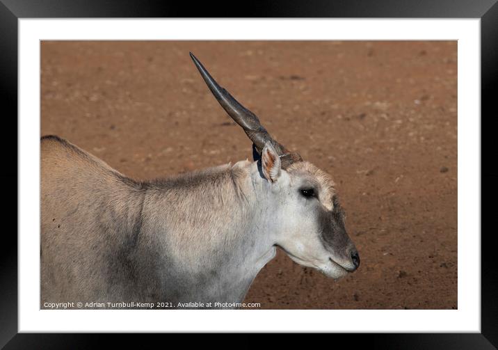 Close-up of Common Eland bull Framed Mounted Print by Adrian Turnbull-Kemp