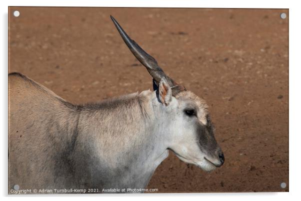 Close-up of Common Eland bull Acrylic by Adrian Turnbull-Kemp