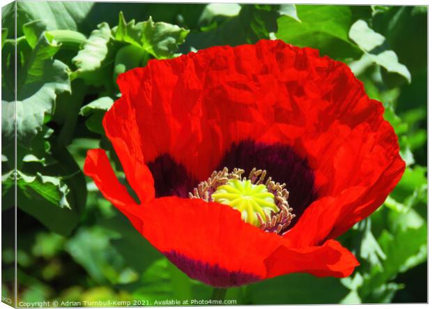 Red poppy flower Canvas Print by Adrian Turnbull-Kemp