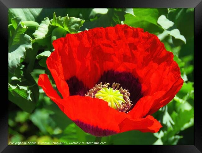 Red poppy flower Framed Print by Adrian Turnbull-Kemp